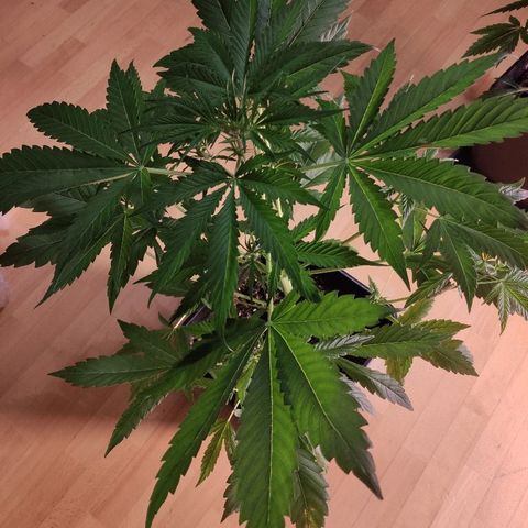 Viviana growlog timeline photo