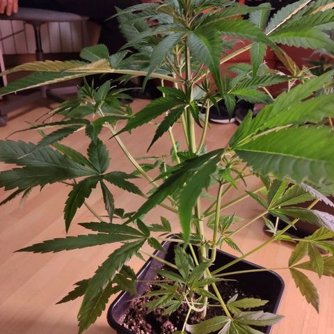 Viviana growlog timeline photo