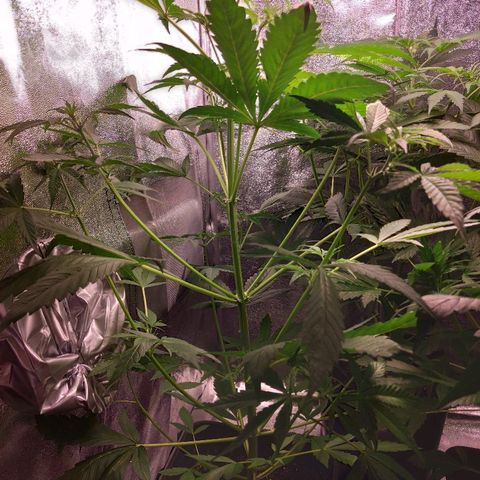 Viviana growlog timeline photo