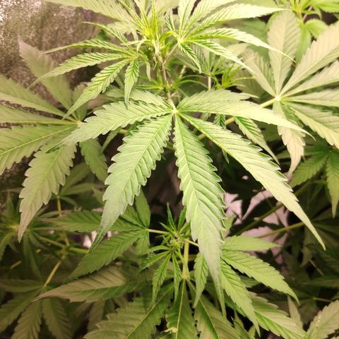 Viviana growlog timeline photo