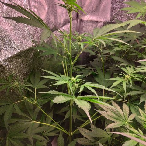 Viviana growlog timeline photo