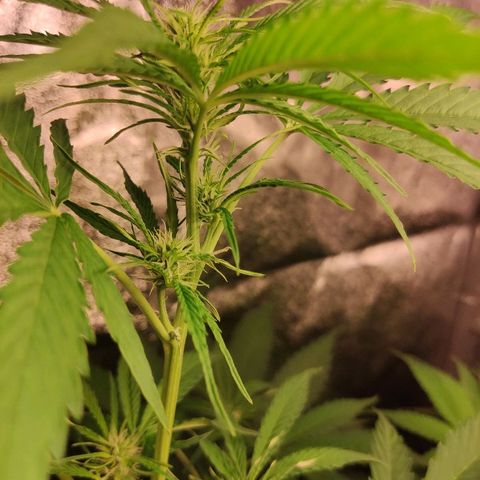 Viviana growlog timeline photo