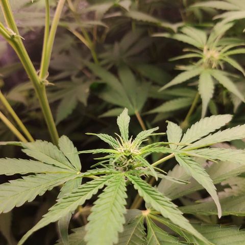 Viviana growlog timeline photo