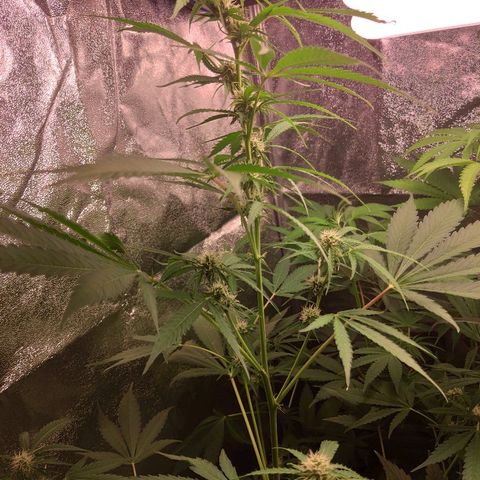 Viviana growlog timeline photo