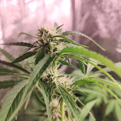 Viviana growlog timeline photo