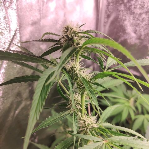 Viviana growlog timeline photo