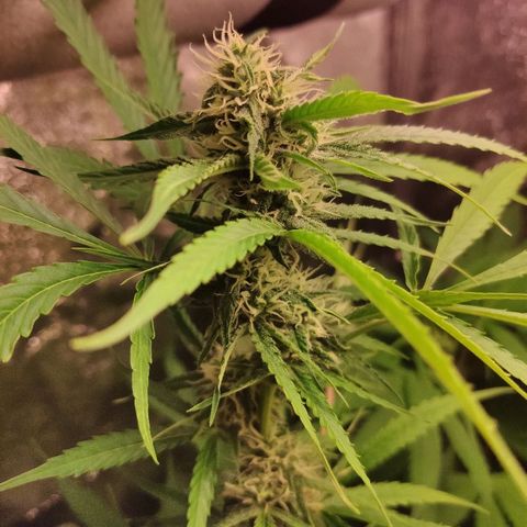 Viviana growlog timeline photo