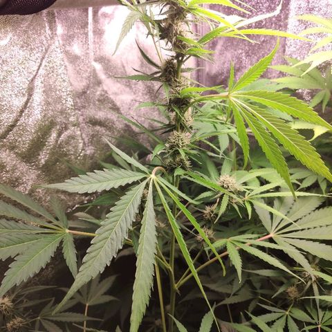 Viviana growlog timeline photo