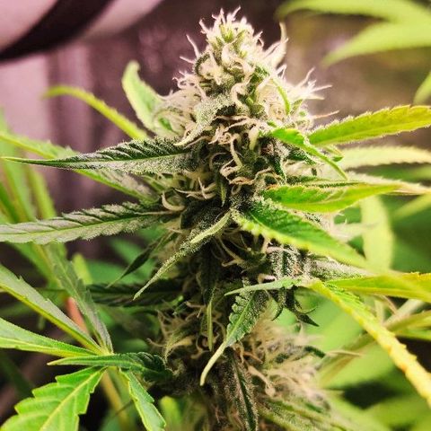 Viviana growlog timeline photo