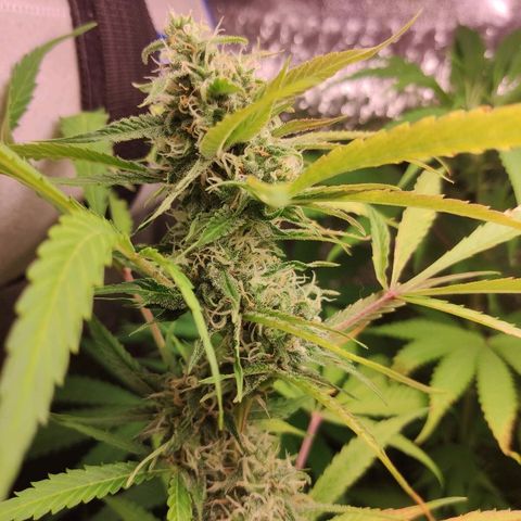 Viviana growlog timeline photo