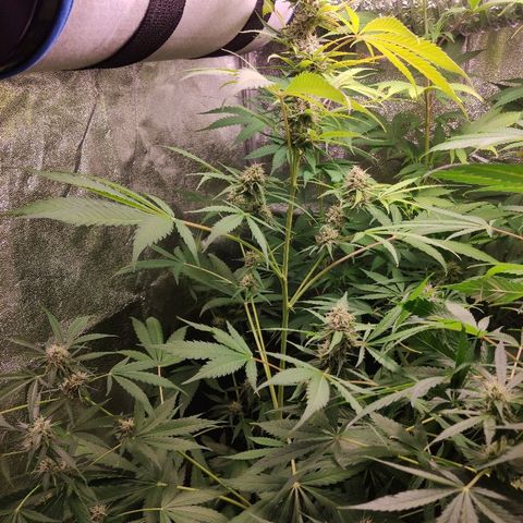 Viviana growlog timeline photo