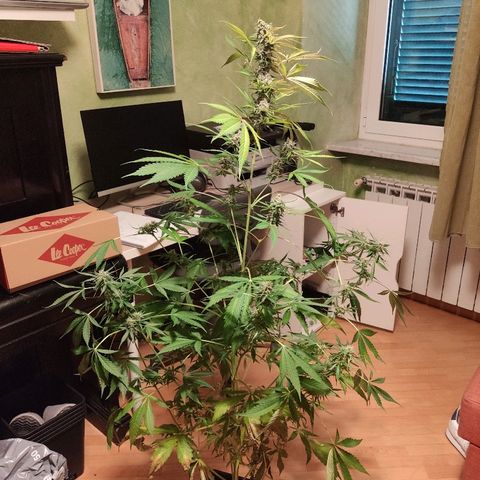 Viviana growlog timeline photo