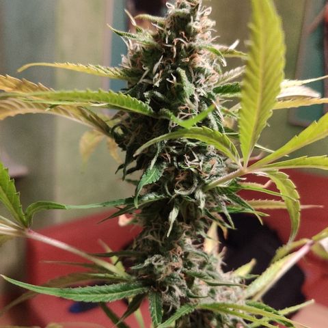 Viviana growlog timeline photo