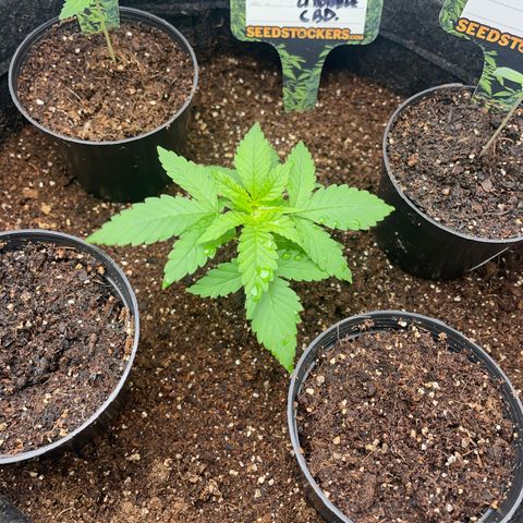 Hulk Limonade growlog timeline photo