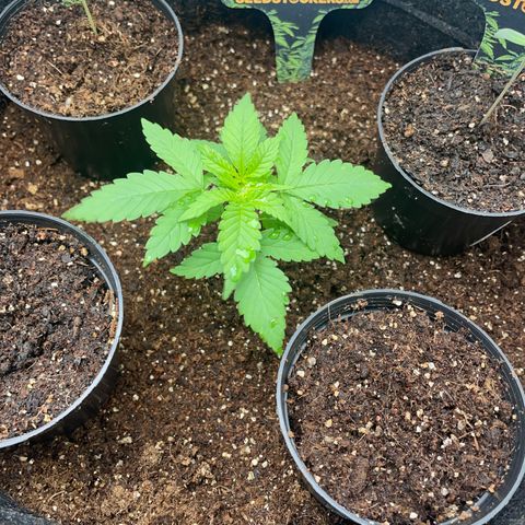 Hulk Limonade growlog photo: Transplante para vaso de 15L