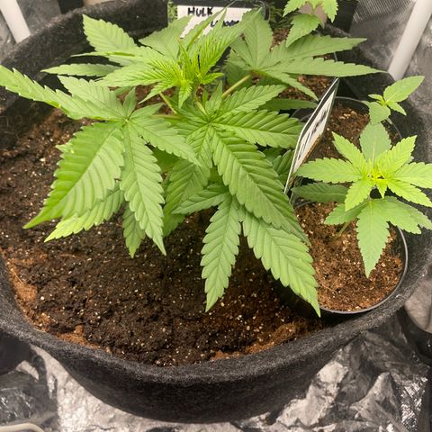 Hulk Limonade growlog timeline photo