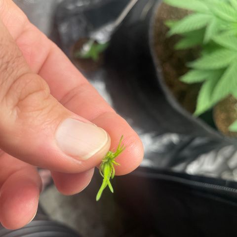 Hulk Limonade growlog photo: Poda fim 