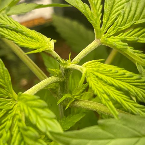 Hulk Limonade growlog photo: Poda fim 