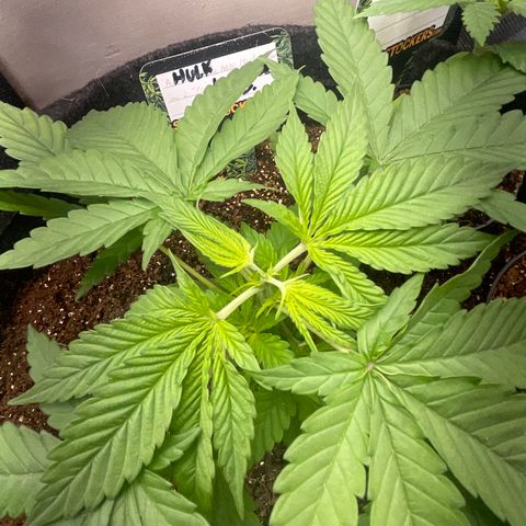 Hulk Limonade growlog photo: Poda fim 