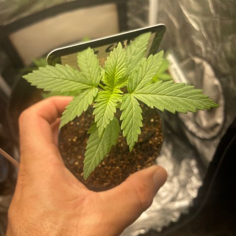 Hulk Limonade growlog timeline photo