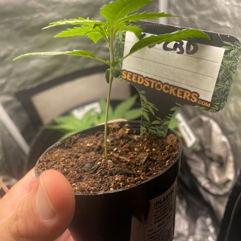 Hulk Limonade growlog timeline photo
