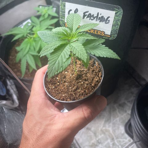 Hulk Limonade growlog timeline photo