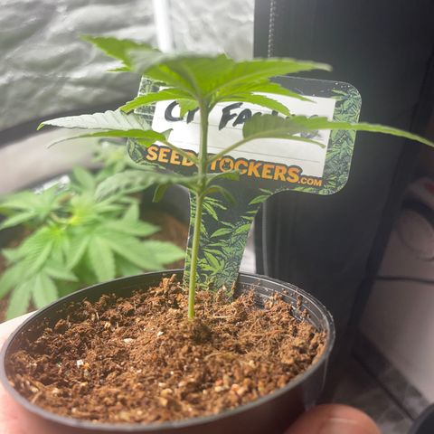 Hulk Limonade growlog timeline photo