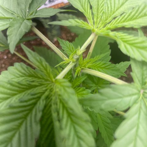 Hulk Limonade growlog timeline photo