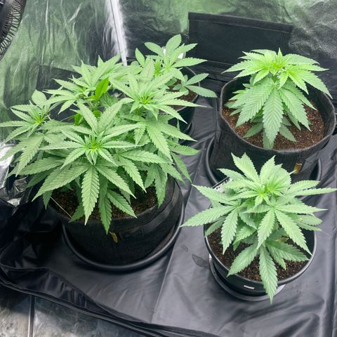 Hulk Limonade growlog timeline photo