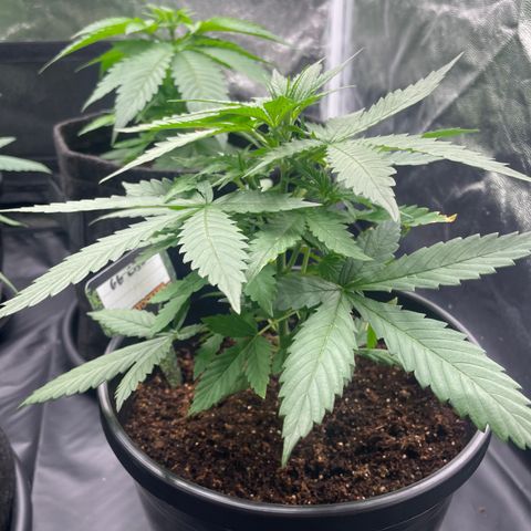 Hulk Limonade growlog timeline photo