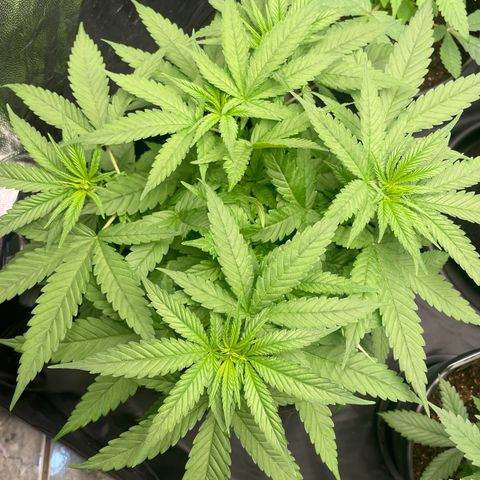 Hulk Limonade growlog timeline photo