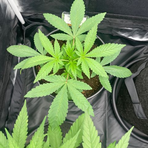 Hulk Limonade growlog timeline photo