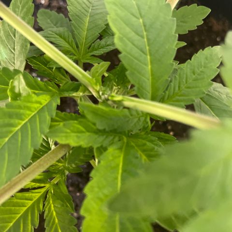Hulk Limonade growlog timeline photo