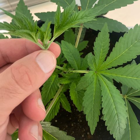Hulk Limonade growlog timeline photo
