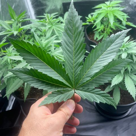Hulk Limonade growlog photo: Tamanho da folha !!!! 