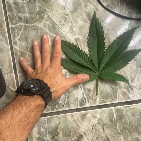Hulk Limonade growlog photo: Tamanho da folha !!!! 