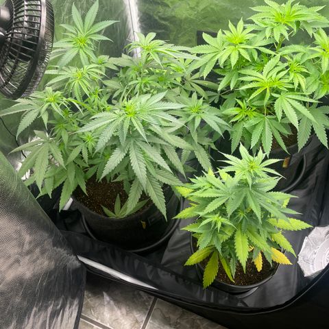 Hulk Limonade growlog timeline photo