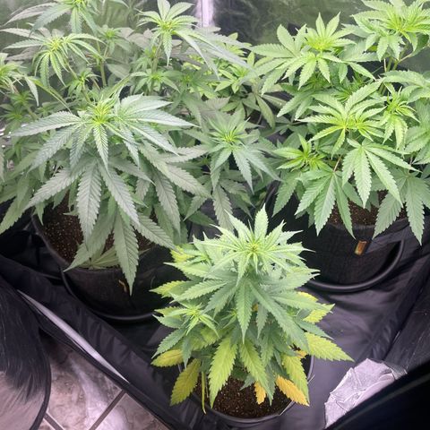 Hulk Limonade growlog timeline photo