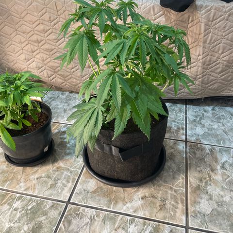 Hulk Limonade growlog timeline photo