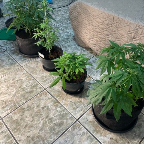 Hulk Limonade growlog timeline photo