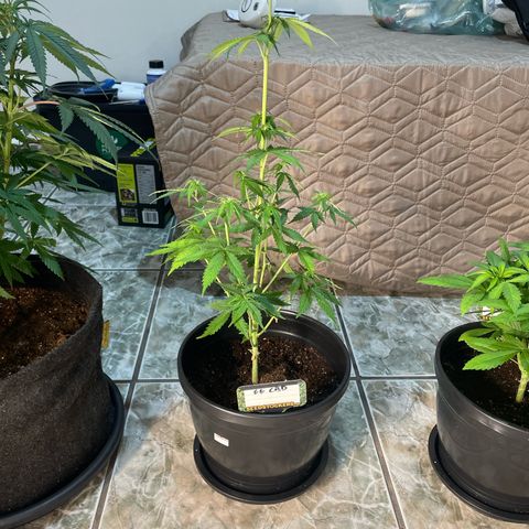 Hulk Limonade growlog timeline photo