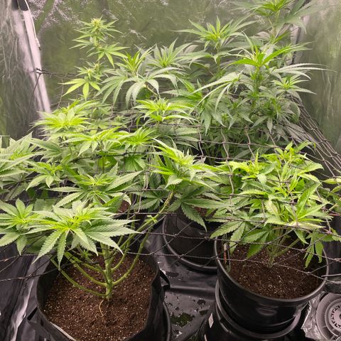 Hulk Limonade growlog timeline photo