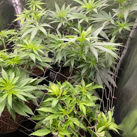 Hulk Limonade growlog timeline photo