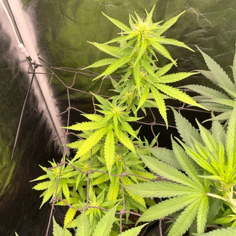 Hulk Limonade growlog timeline photo