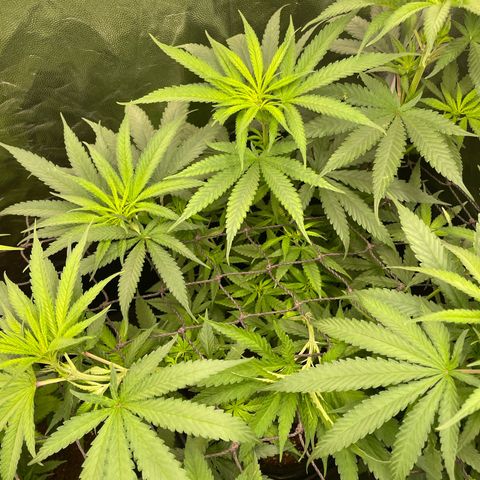 Hulk Limonade growlog timeline photo