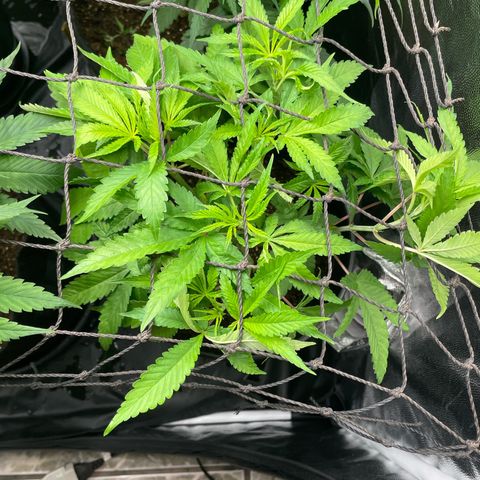 Hulk Limonade growlog timeline photo