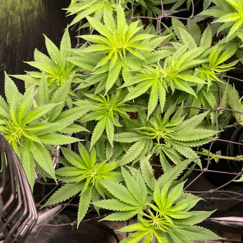 Hulk Limonade growlog timeline photo