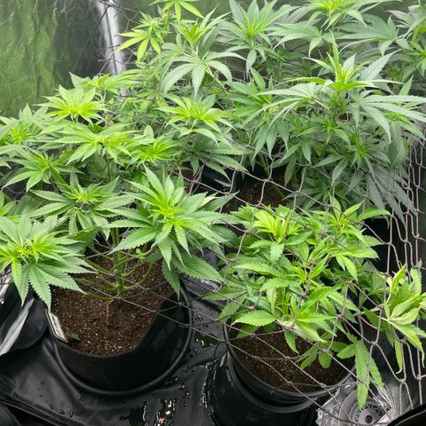 Hulk Limonade growlog timeline photo