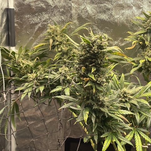Hulk Limonade growlog timeline photo