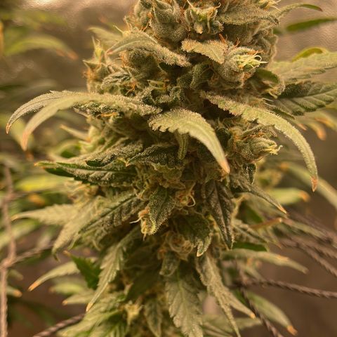 Hulk Limonade growlog timeline photo